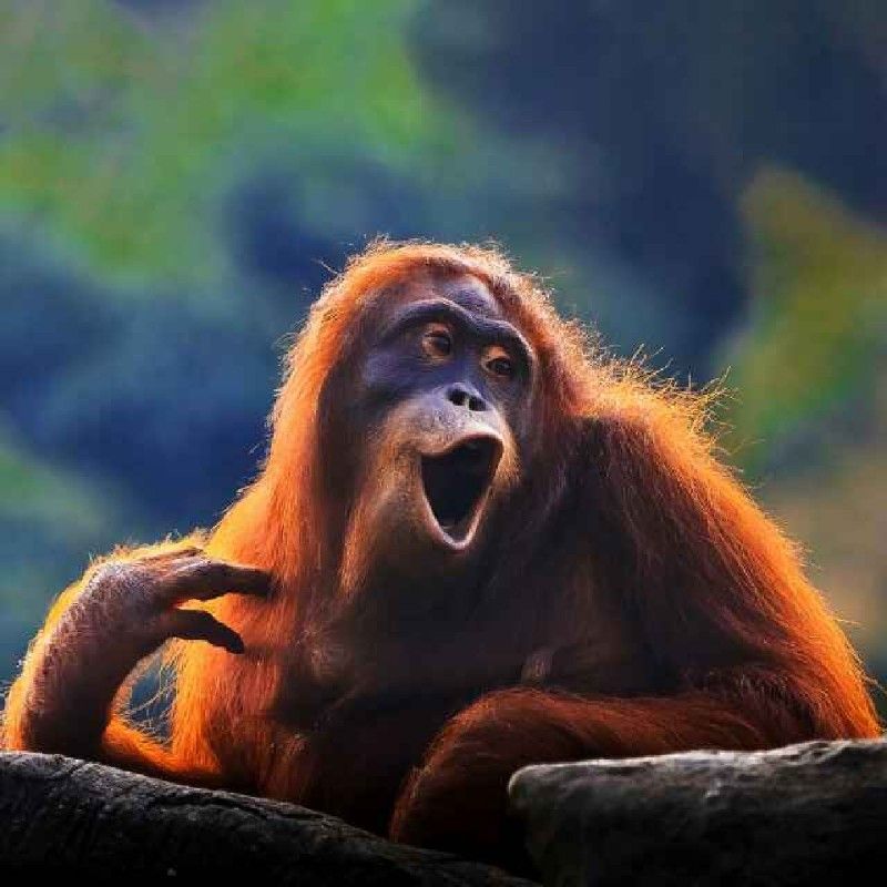 LuCC 建成的頭像