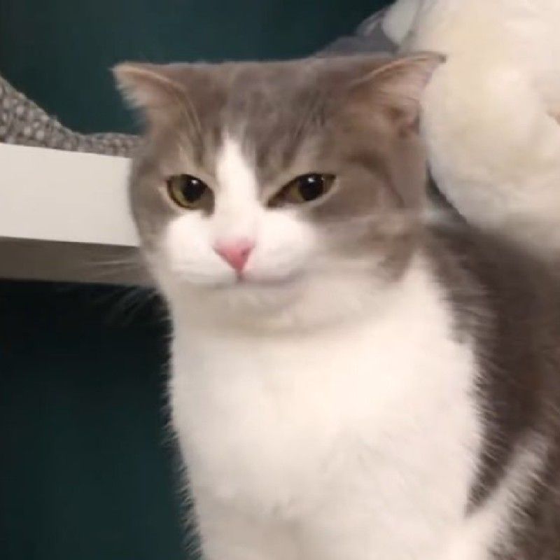 แพร