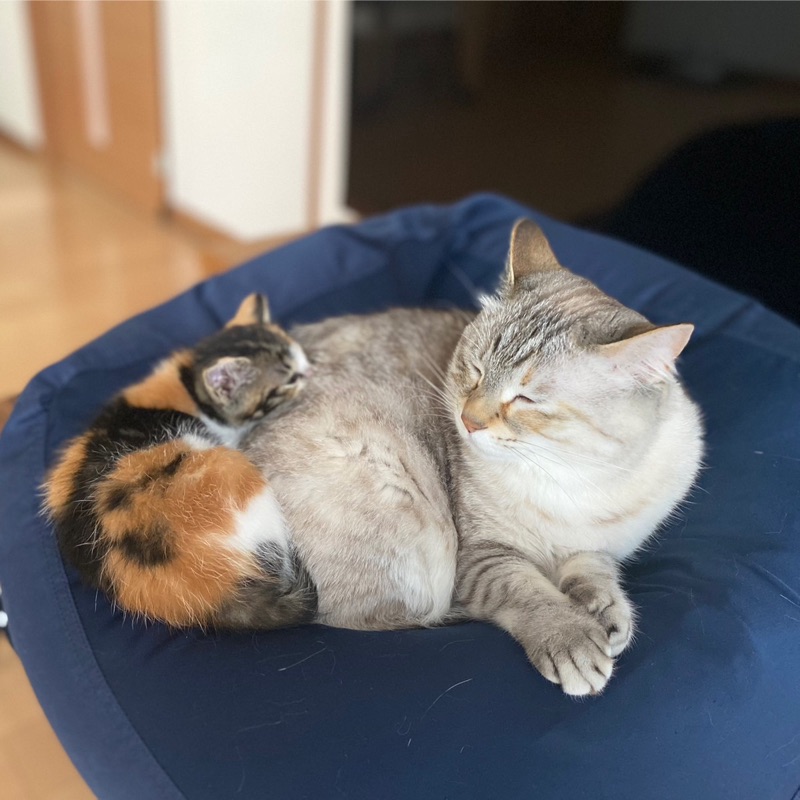 tama