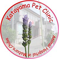 Show profile photo