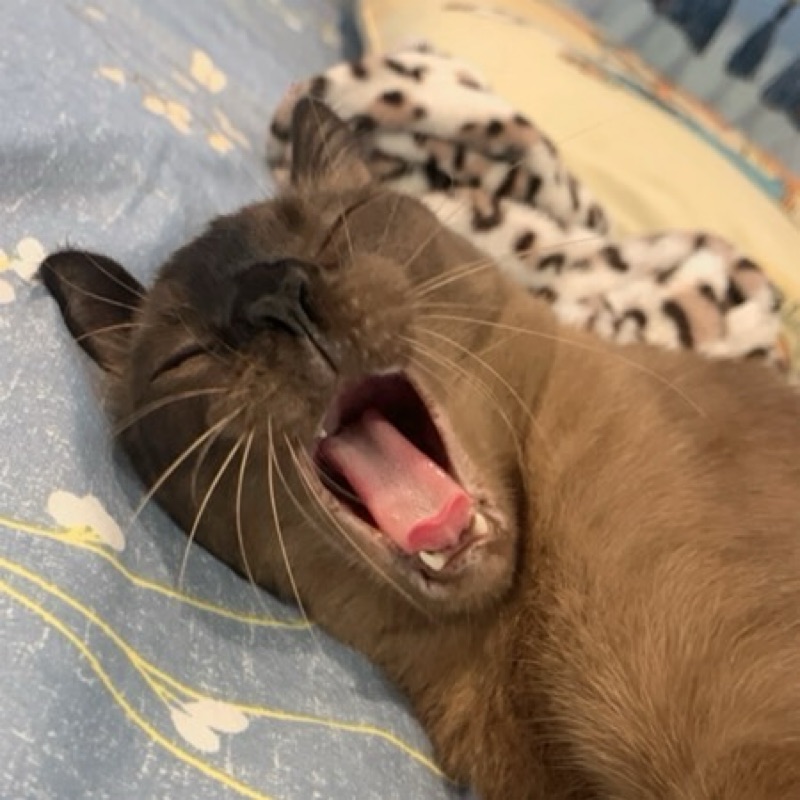 เนเน่