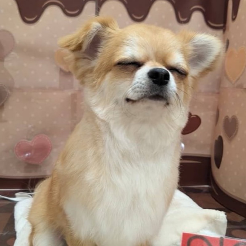ちの