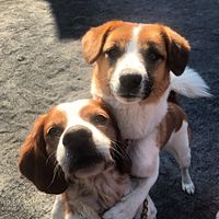 Show profile photo