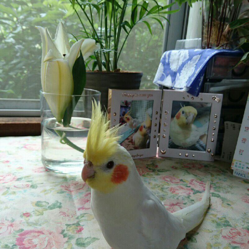 🐤ぴよまま🐤