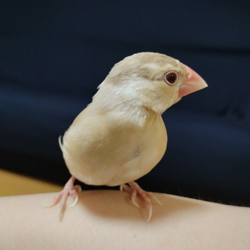 ぴぴぴ