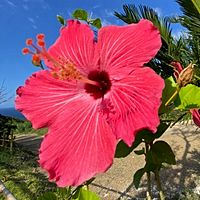 Show profile photo