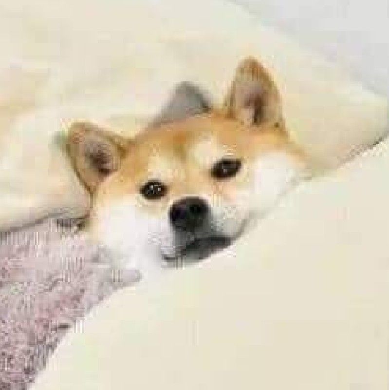 洪祥軒的頭像