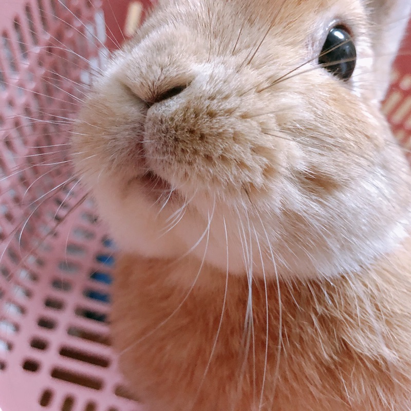 ゆぅゆ