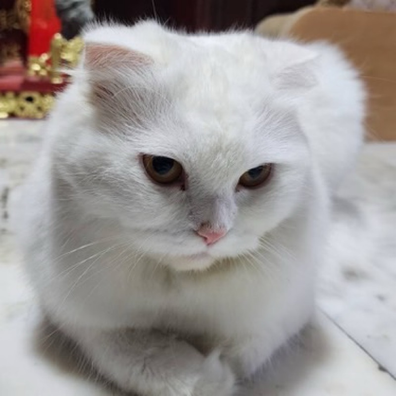 แนน