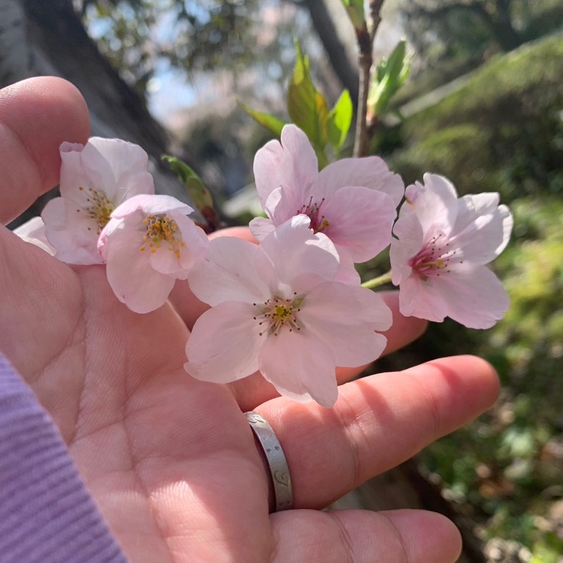 田中　千恵子