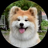Show profile photo