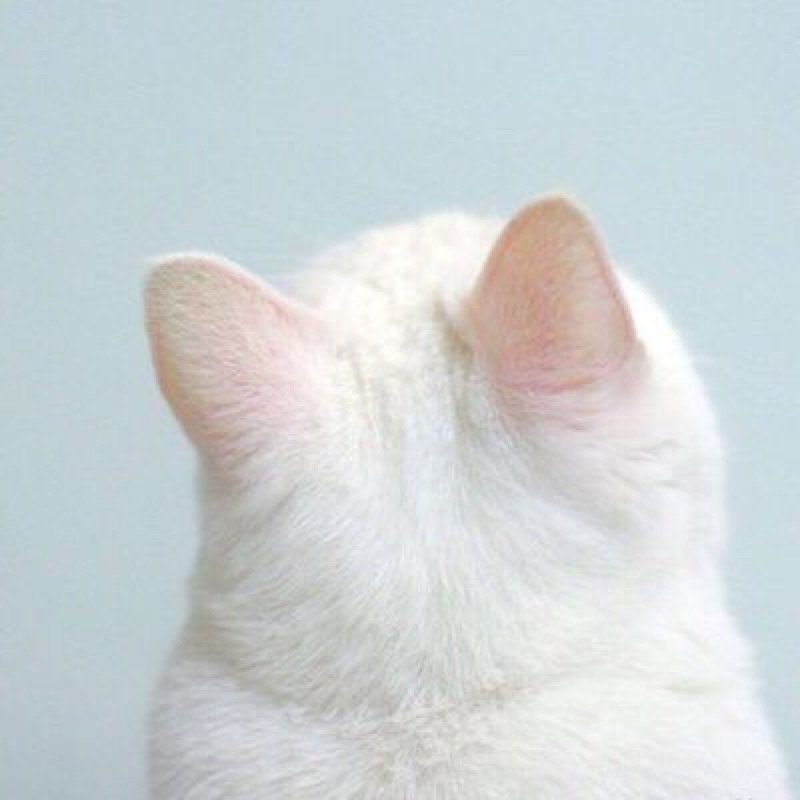 彩加