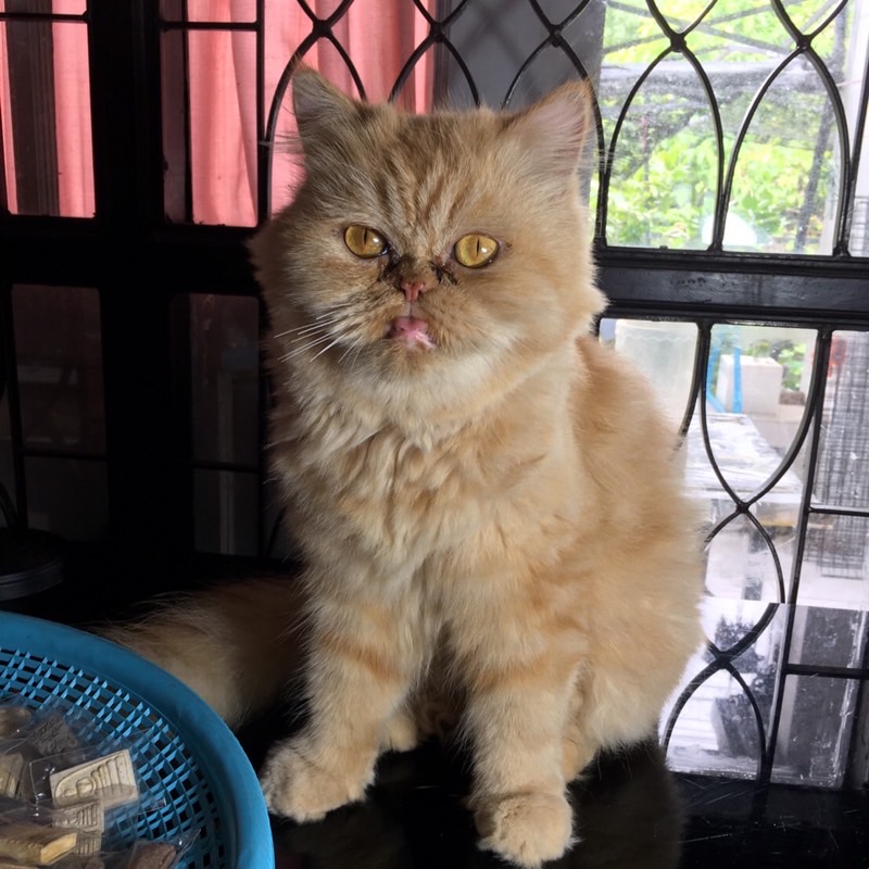 รัตน์