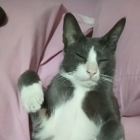 ตุ๊ดตู่