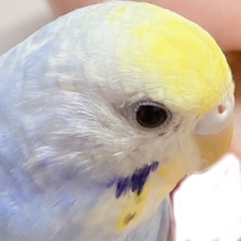 あやか