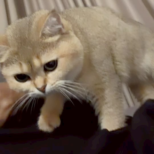 ชาลีน
