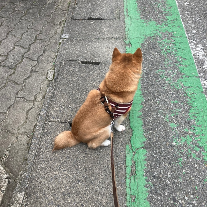 瀬戸口　楓