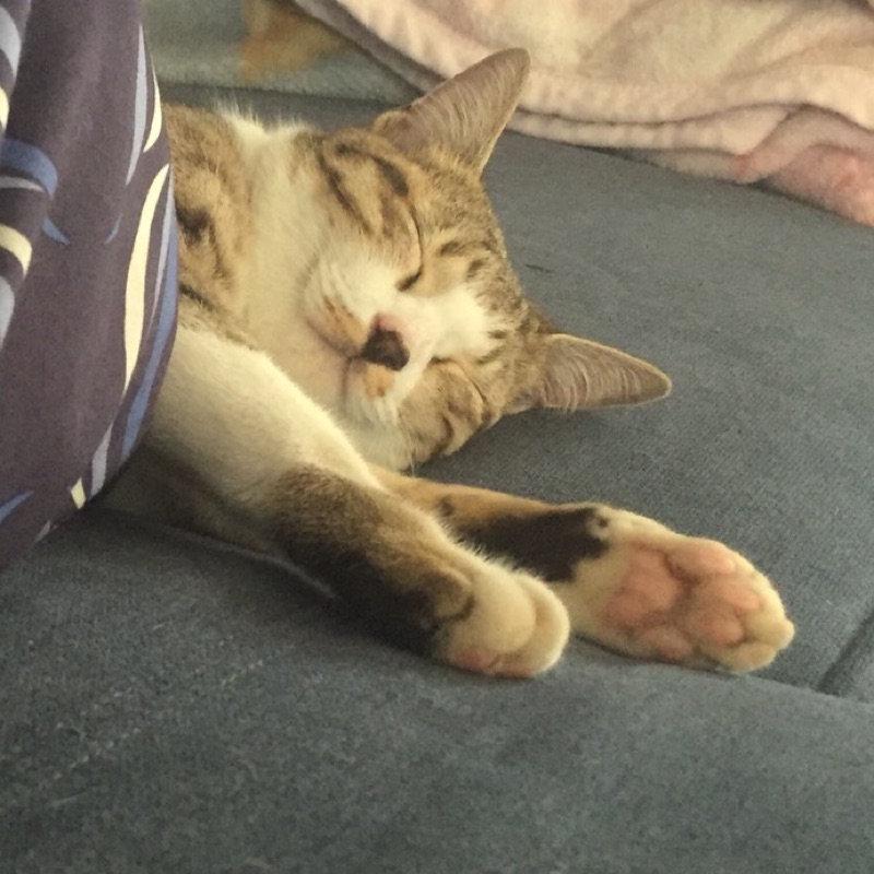 ててこ
