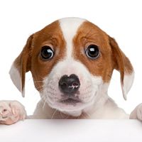 Show profile photo