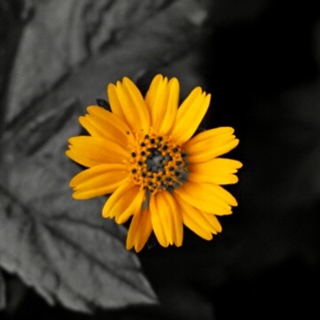 An Image