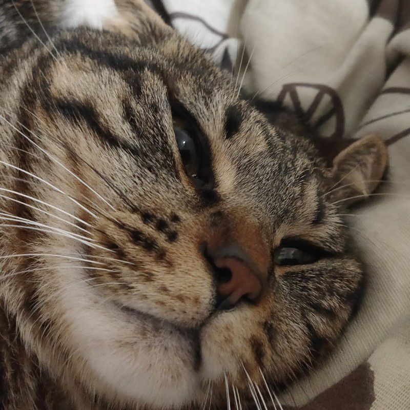 ねこ