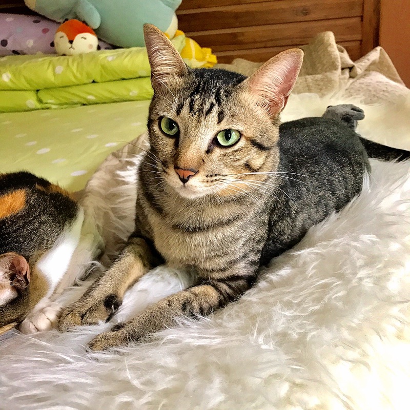 สายชื่น