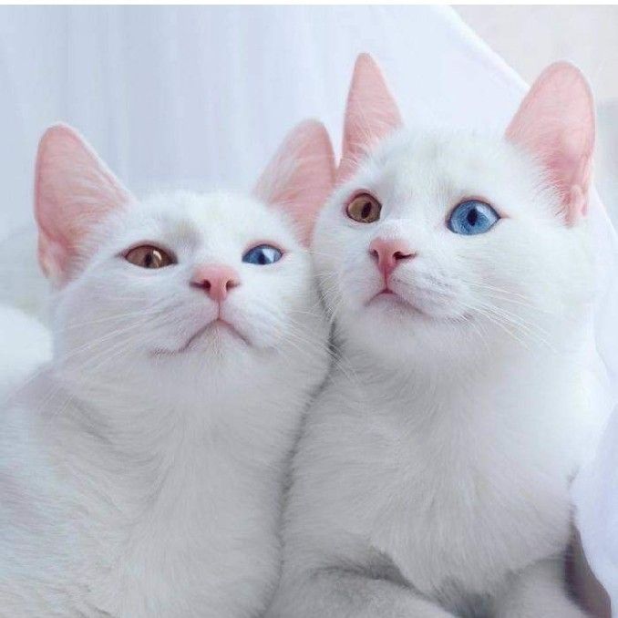 แก้ว