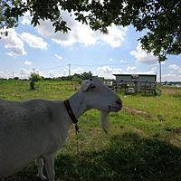 Show profile photo