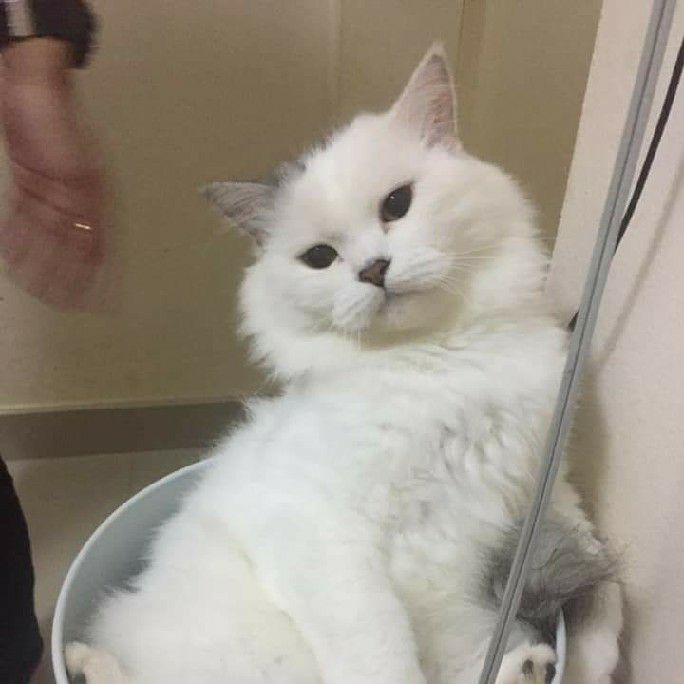 ลูซี่