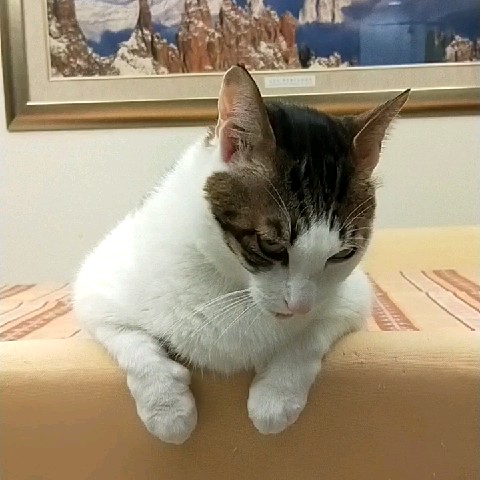 羅蘭（蕾）的頭像