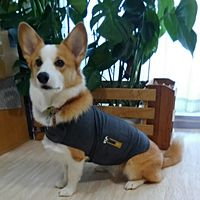 Show profile photo