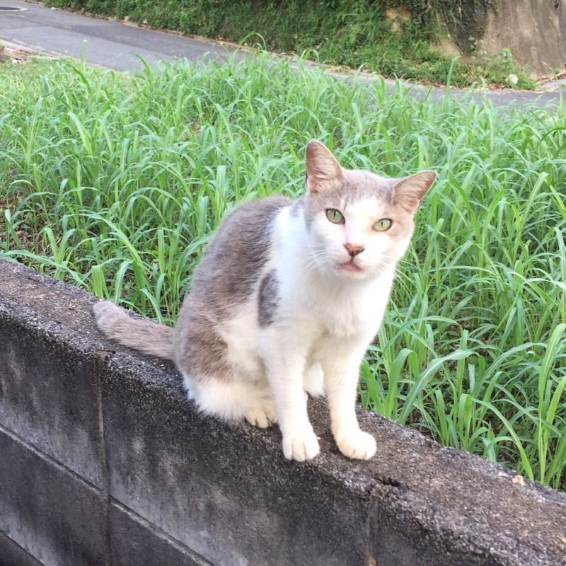 のののん