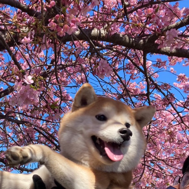 yasuko