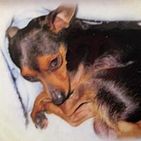 Show profile photo