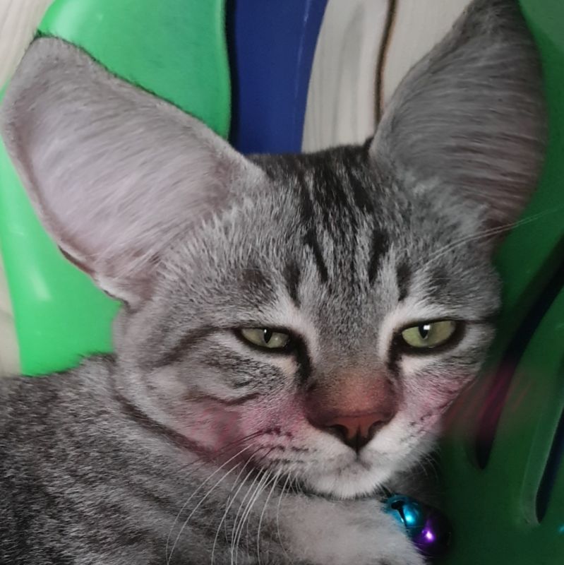 ดรีม