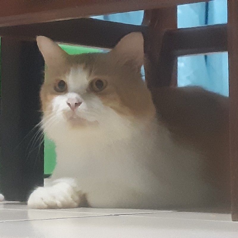 ต๋อง