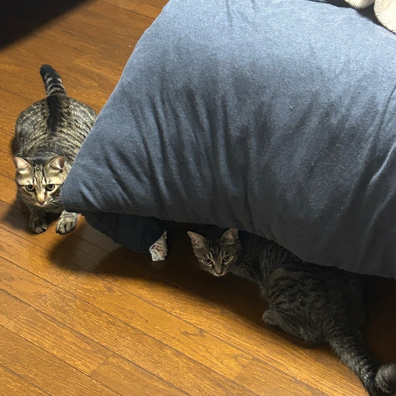 けい
