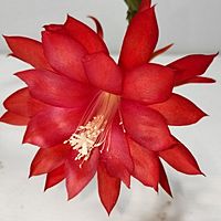 Show profile photo