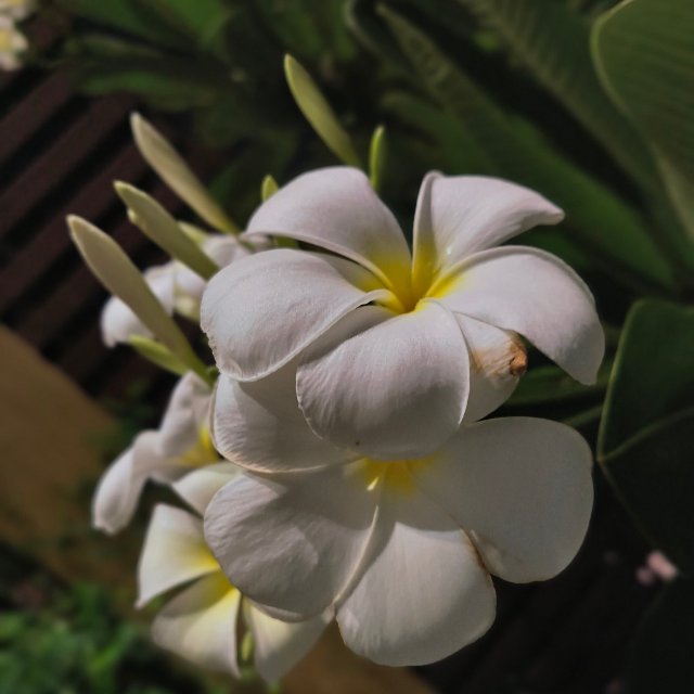 An Image