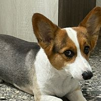 Show profile photo