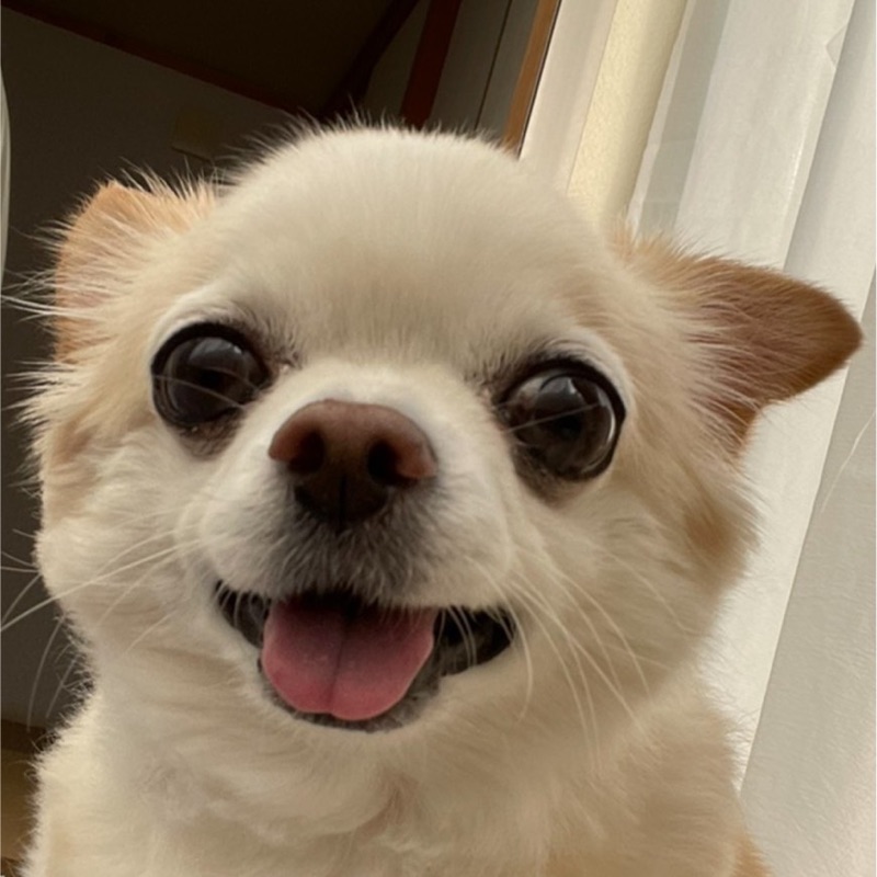 あんず
