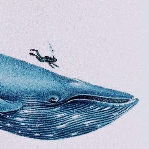 illogicalwhale的頭像