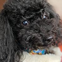 Show profile photo