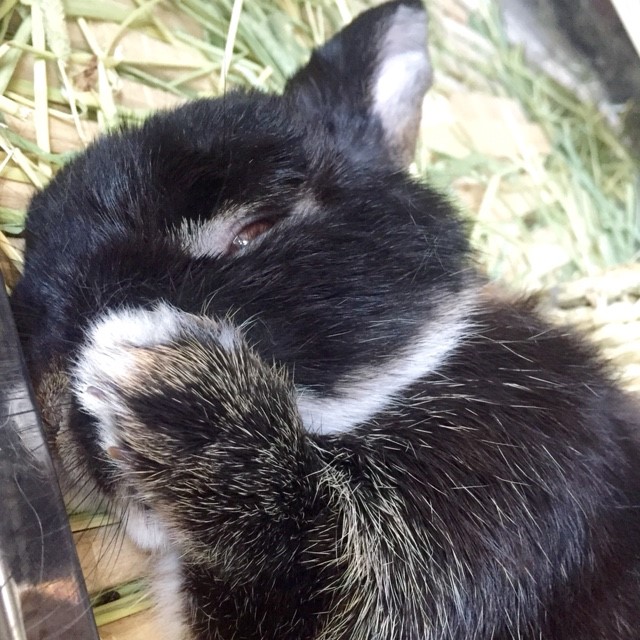 まゆこ