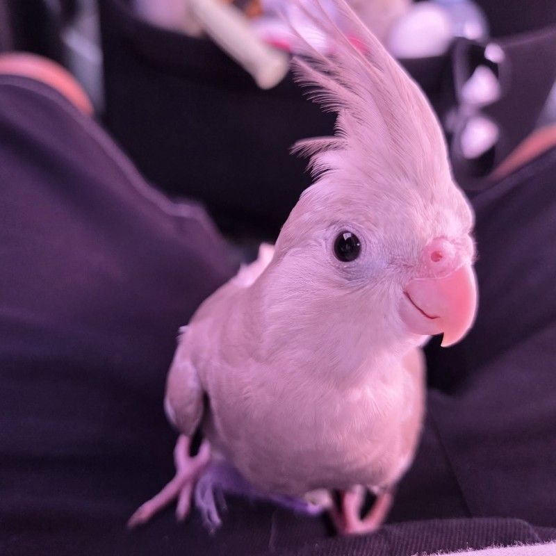 โม