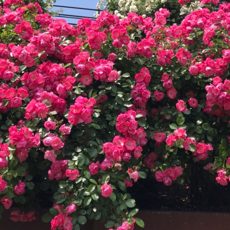 確認( \"´༥`\"  )♡画像三枚 楽天市場】PREMIATA WHITE プレミアータ ホワイト スニーカー CONNY