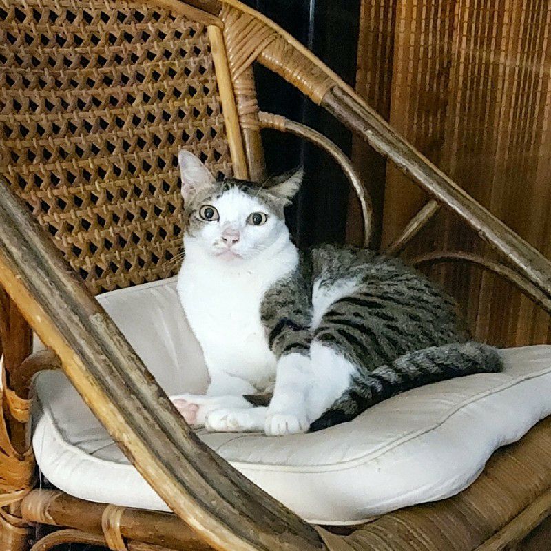 เอ๋