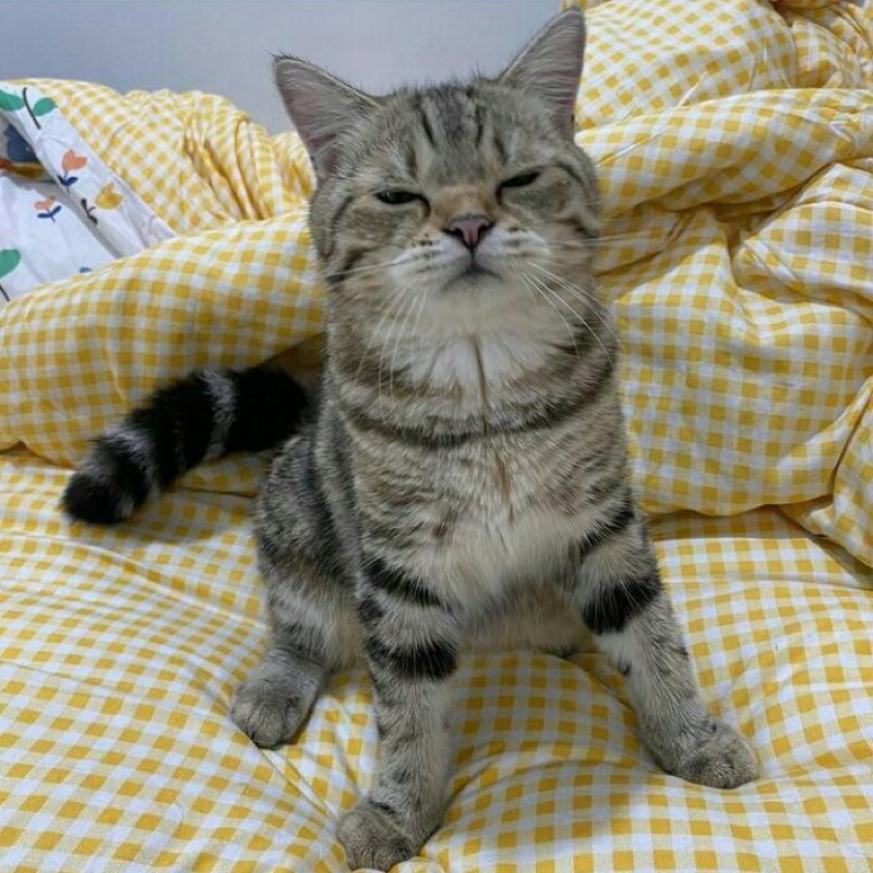 ชาลอน