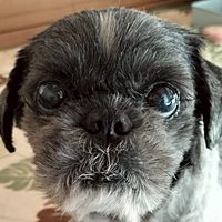 Show profile photo