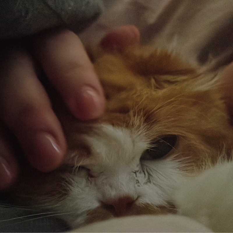 あゆみ